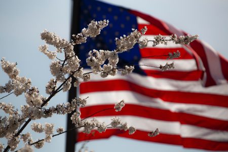 American flag with blossom .