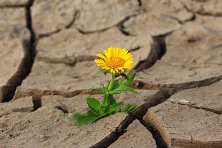 Flower growing from desert.